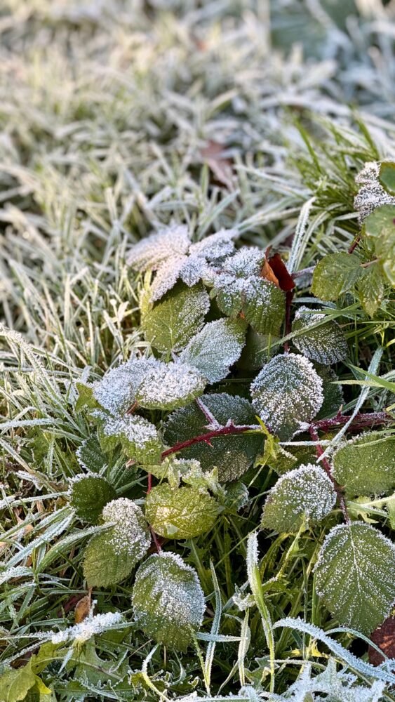 Close-up of frosty leaves and grass, depicting winter's chill.